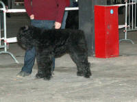 uros de la dullague- CACS-CACIB-MR bordeaux 2008