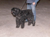 Ahostia de lage baston- bouvier des flandres CACS-CACIB bordeaux 2008