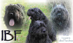logo de l'association infos bouvier des flandres